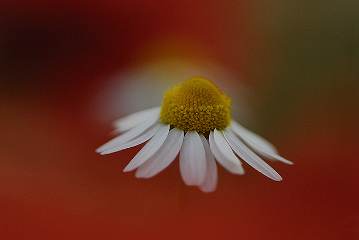 Alcune foto di camomilla tra i papaveri.